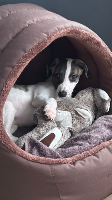 Chart Angielski Whippet