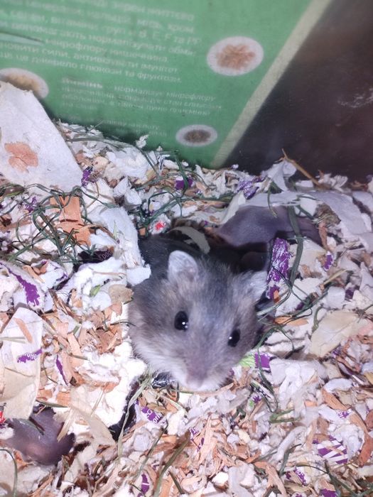 Хомяки молоді , дуже милі.