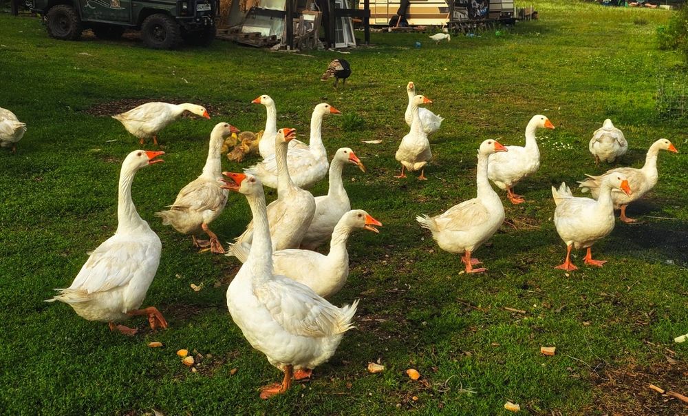 Gęś Koludzka dorosłe i dzieci w różnym wieku