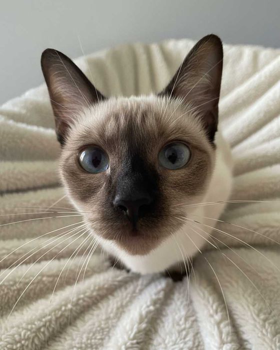 Setúbal / Margem Sul / Lisboa — CÔCO, gatinho para adoção