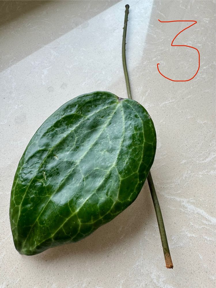 Hoya Latifolia cięta