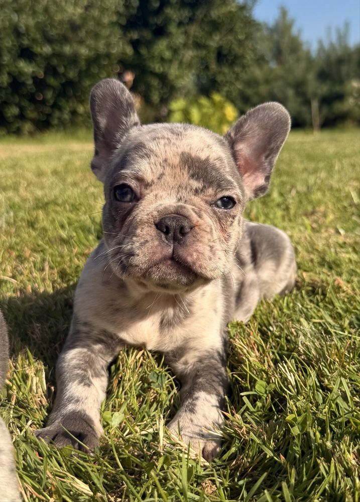 Buldog francuski suczka merle