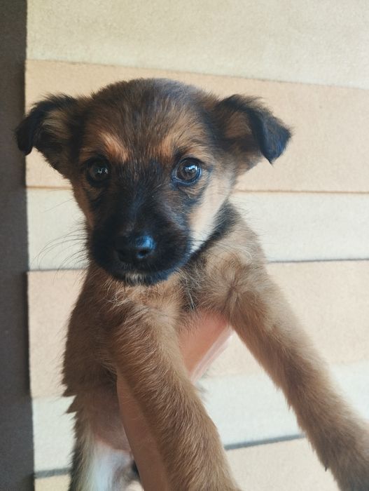 Urocza sunia szuka domu