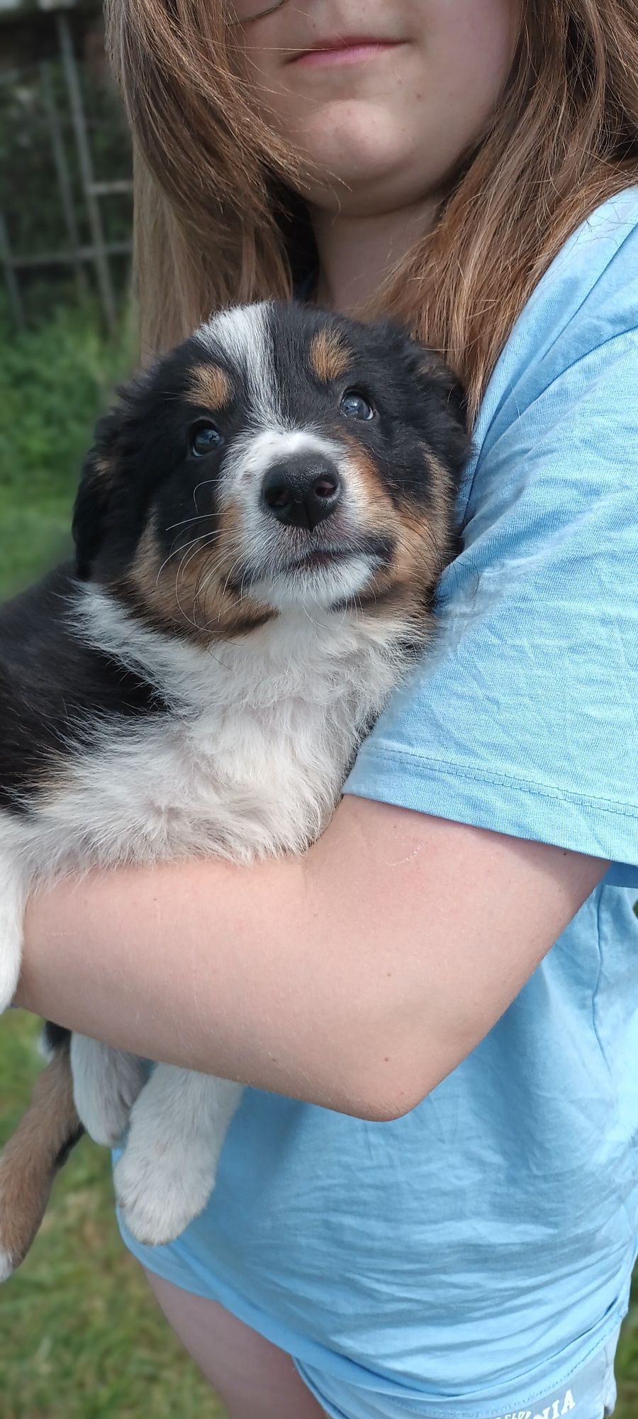 Border Collie suczka