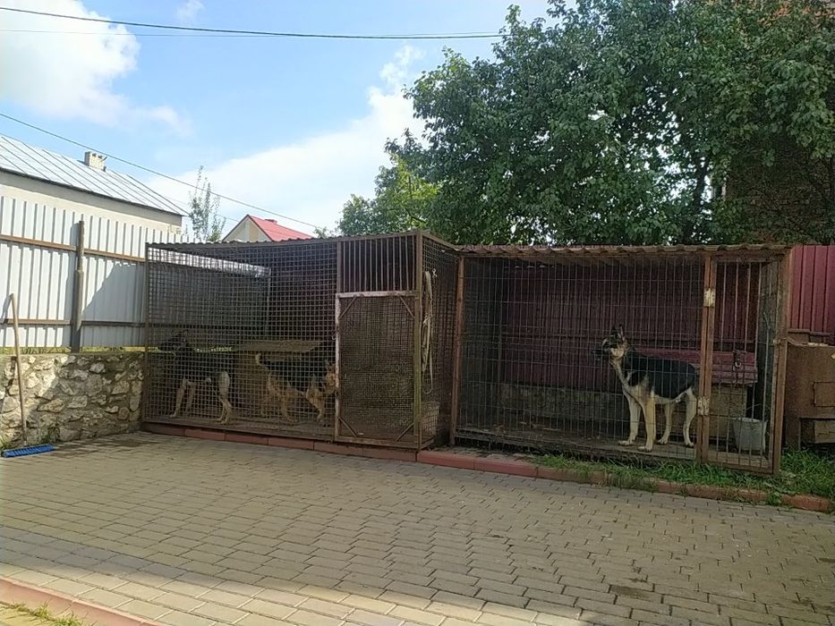 Кобель для спарювання