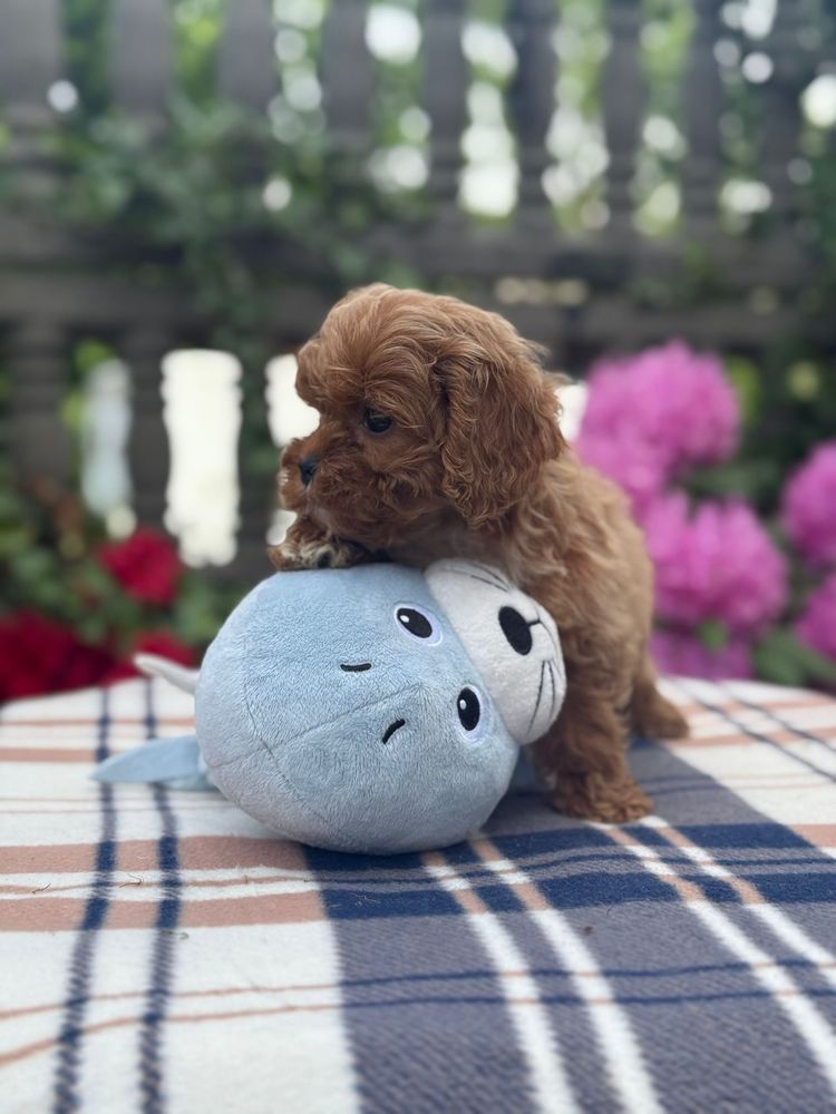 Cavapoo słodki piesek