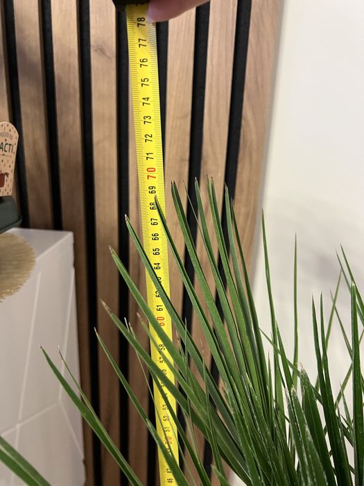 Пальма Humilis Хуміліс