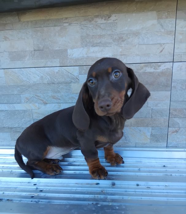 Jamnik miniaturowy piesek czekoladowy