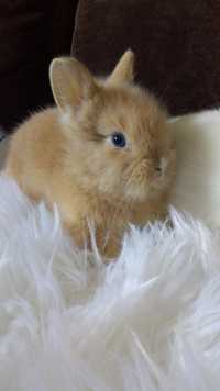 Karzełek krótkowłosy królik miniaturka  króliki miniaturki
