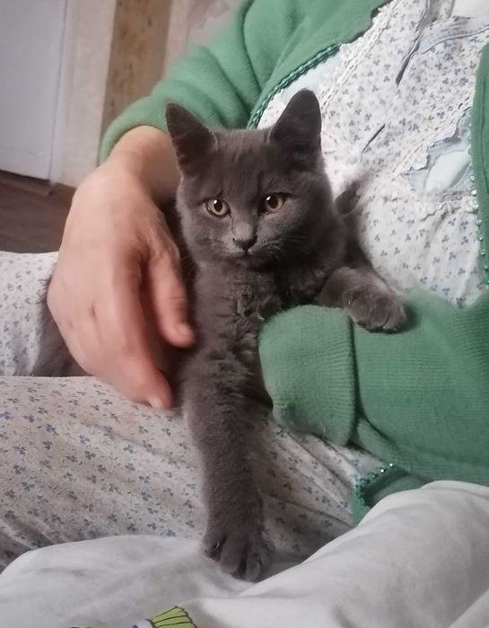 Отдам даром в хорошие руки