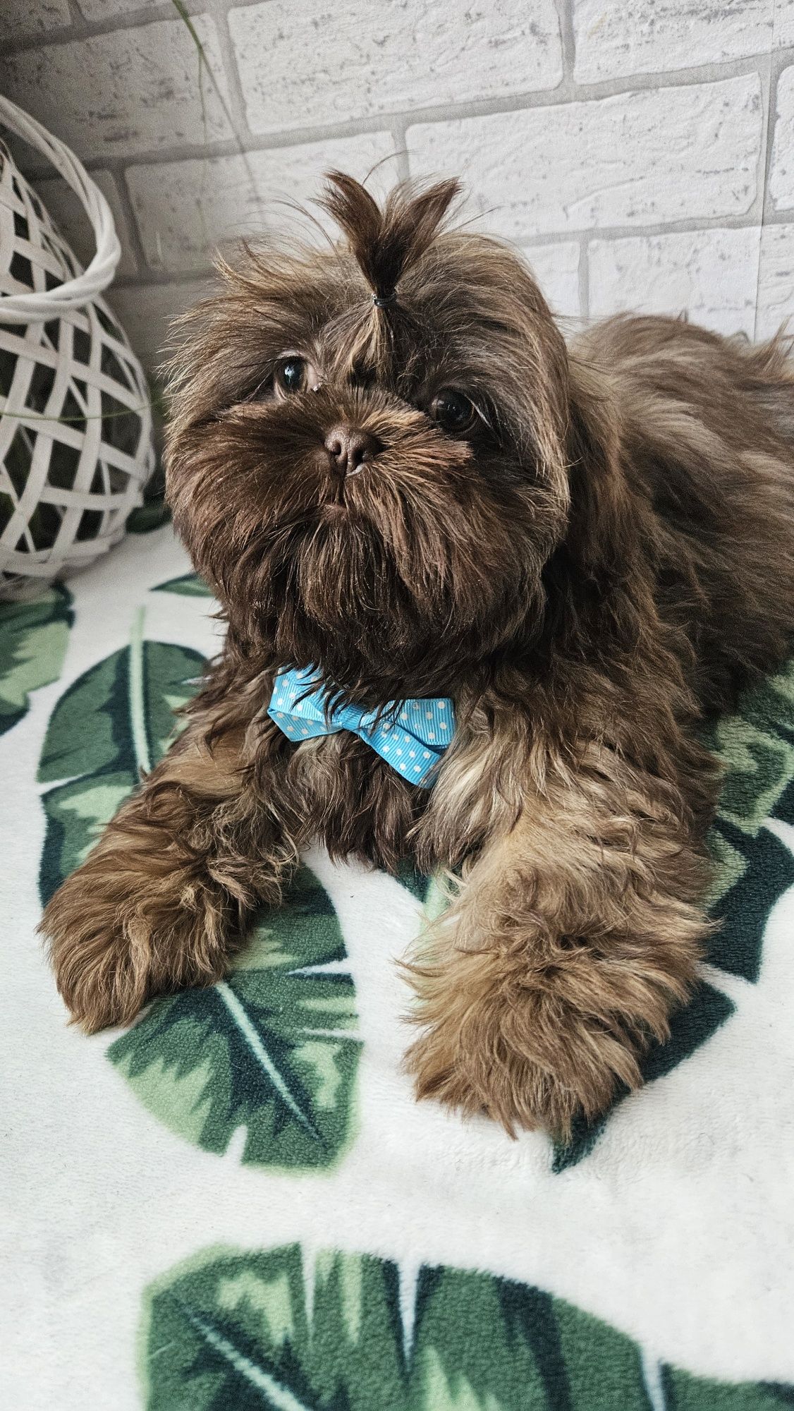 Shih Tzu czekoladowe