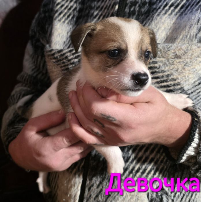 Пожалуйста, помогите спасти и найти дом.