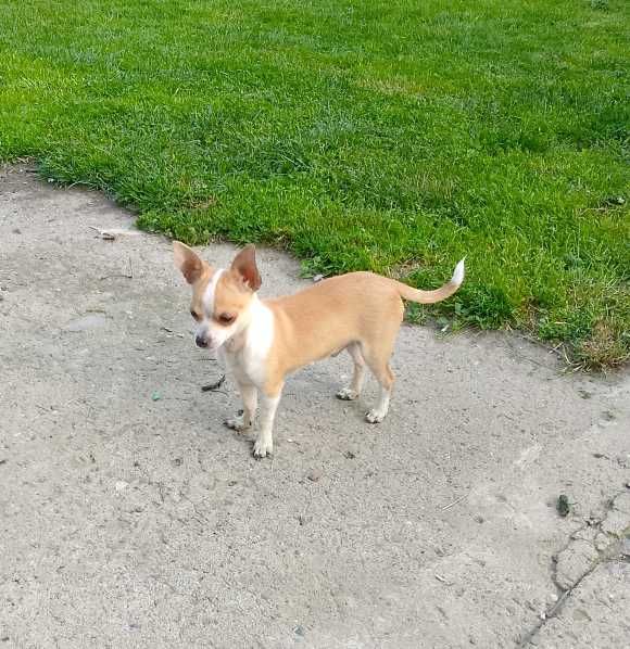 Chihuahua chłopiec
