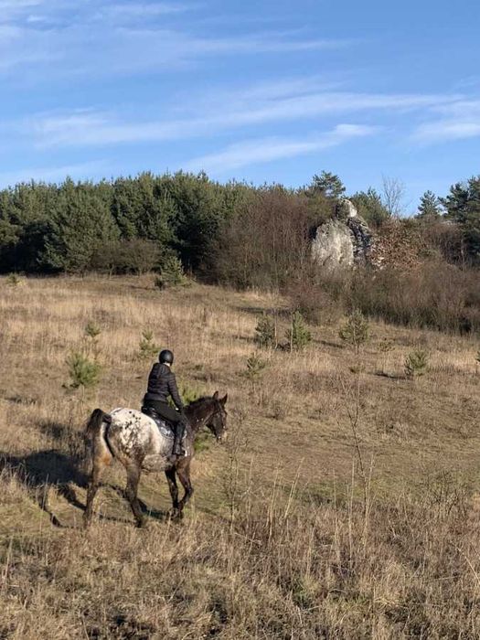 Sprzedam tarantowatą klacz