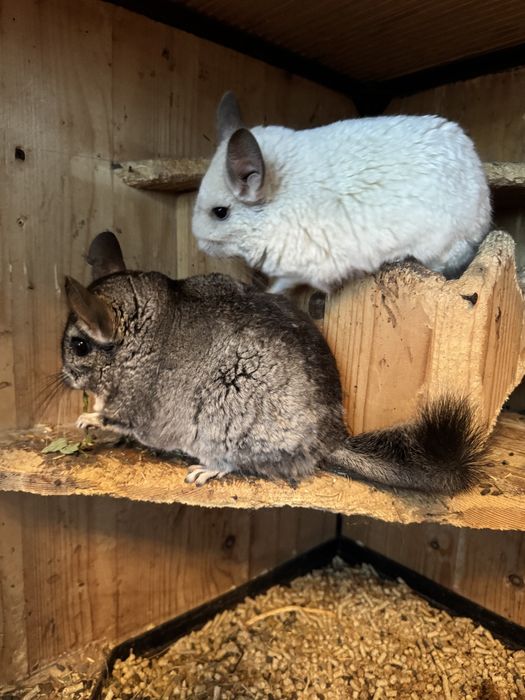 Шиншилли продам, парочка