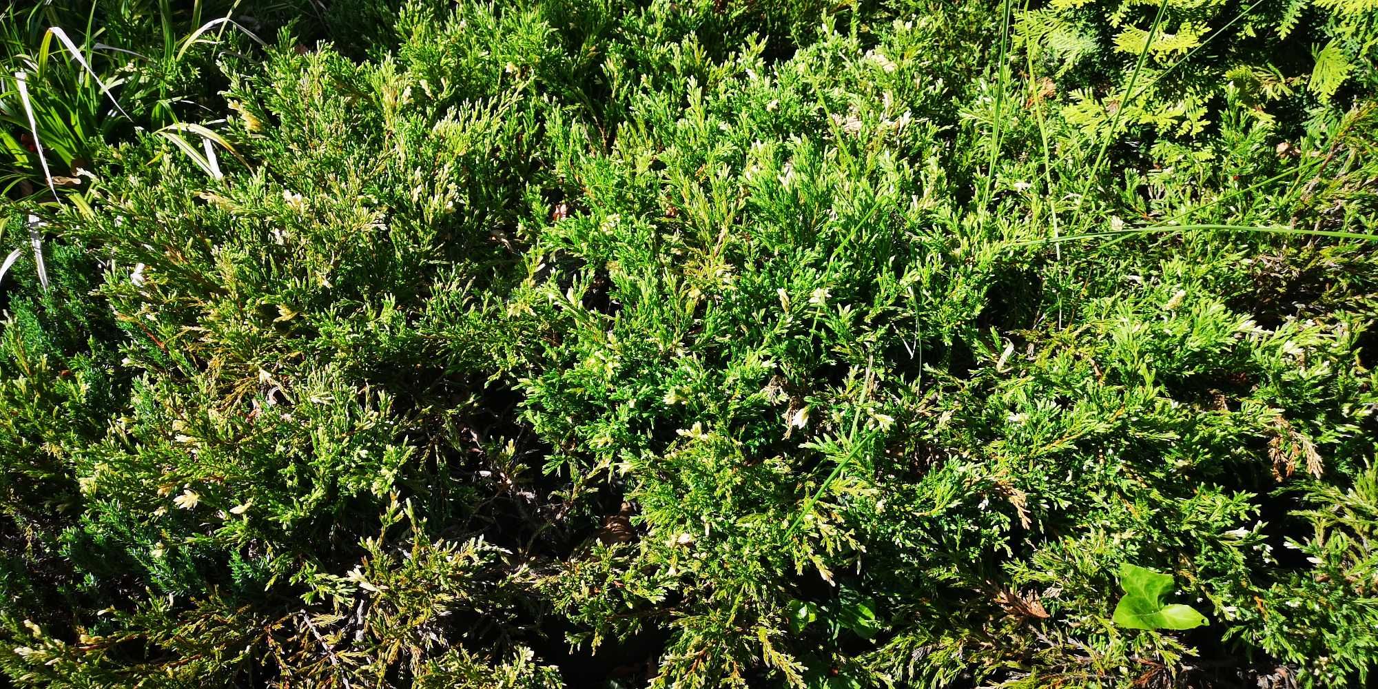 jałowiec andora compacta variegata na skarpy skalniak kraków