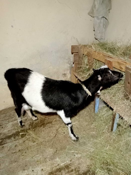 Продам дві козички