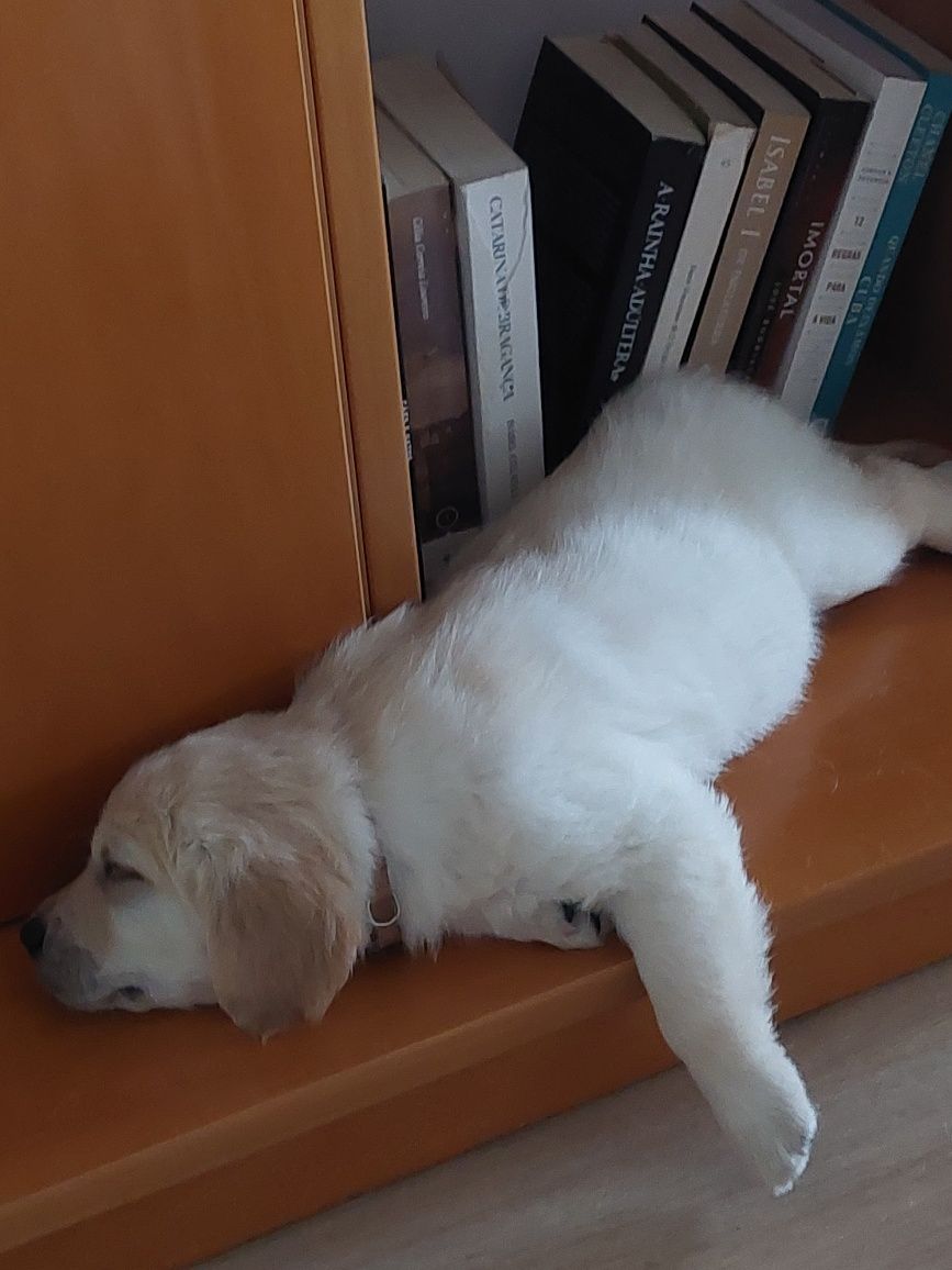 Golden Retriever
