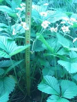 Poziomka Wysoka (Fragaria Moschata) 10 Sztuk