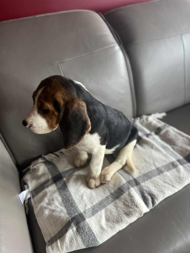 Beagle piesek gotowy do odbioru