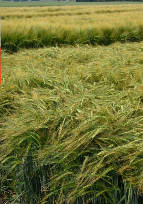 Jeczmien ozimy KWS KOSMOS po centrali