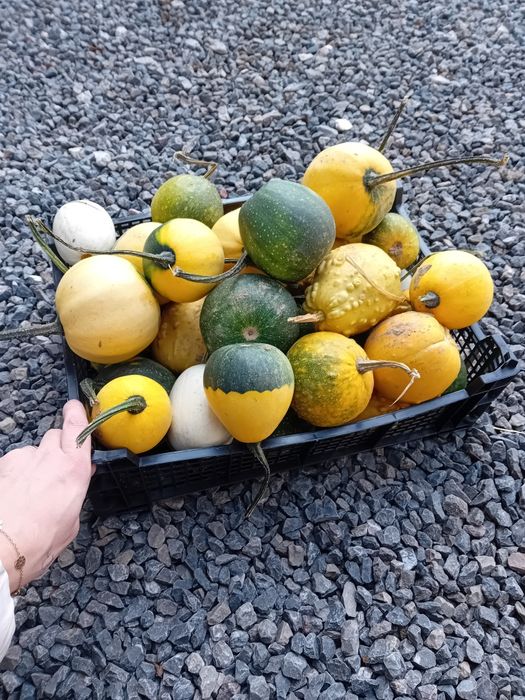 Dynie ozdobne kabaczki dekoracyjne 30 szt Halloween sztuk