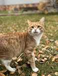 Котики в семью с гарантией