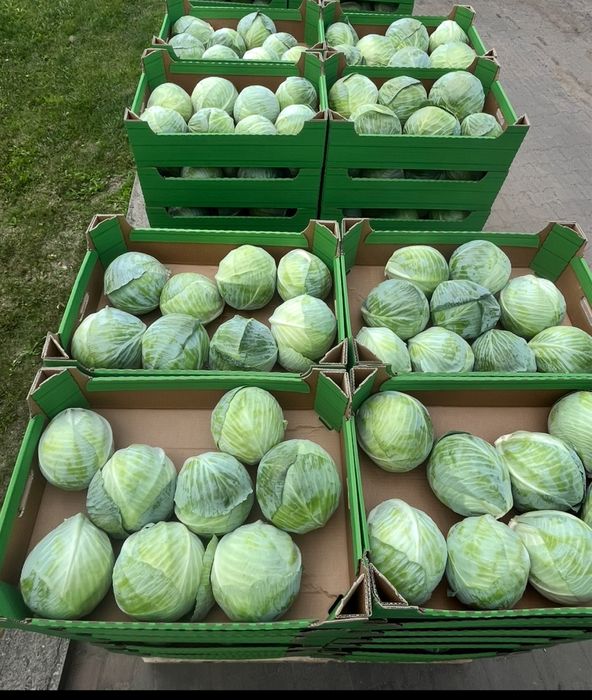 Kapusta glowiasta biała 20kg kiszenie