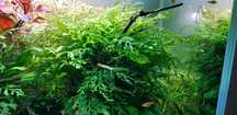 Bolbitis heudelotii (planta para tronco/rocha) - Aquário