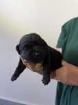 Labrador Retriever- czarna suczka FCI