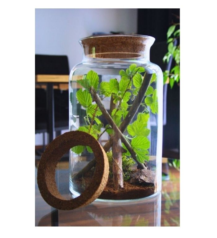 Terrarium słojowe dla patyczaków