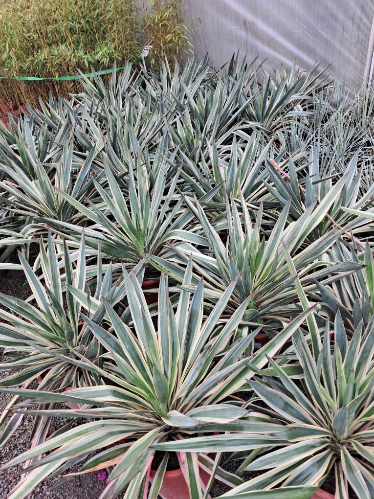 Yucca Gloriosa  Variegata WYSYŁKA