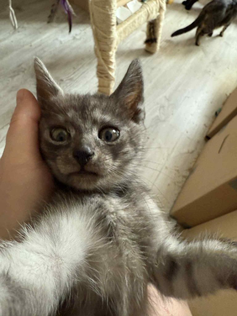 Trójka kociąt poleca się do adopcji!!