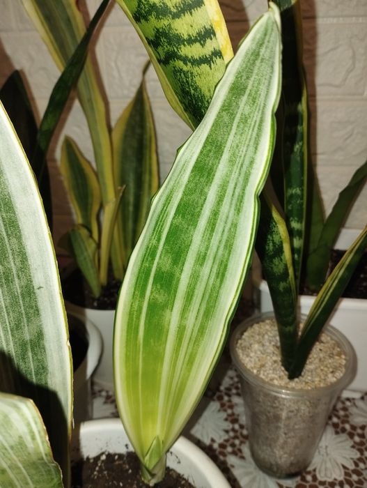 Сансевієрія Манолін і Мерлоу
