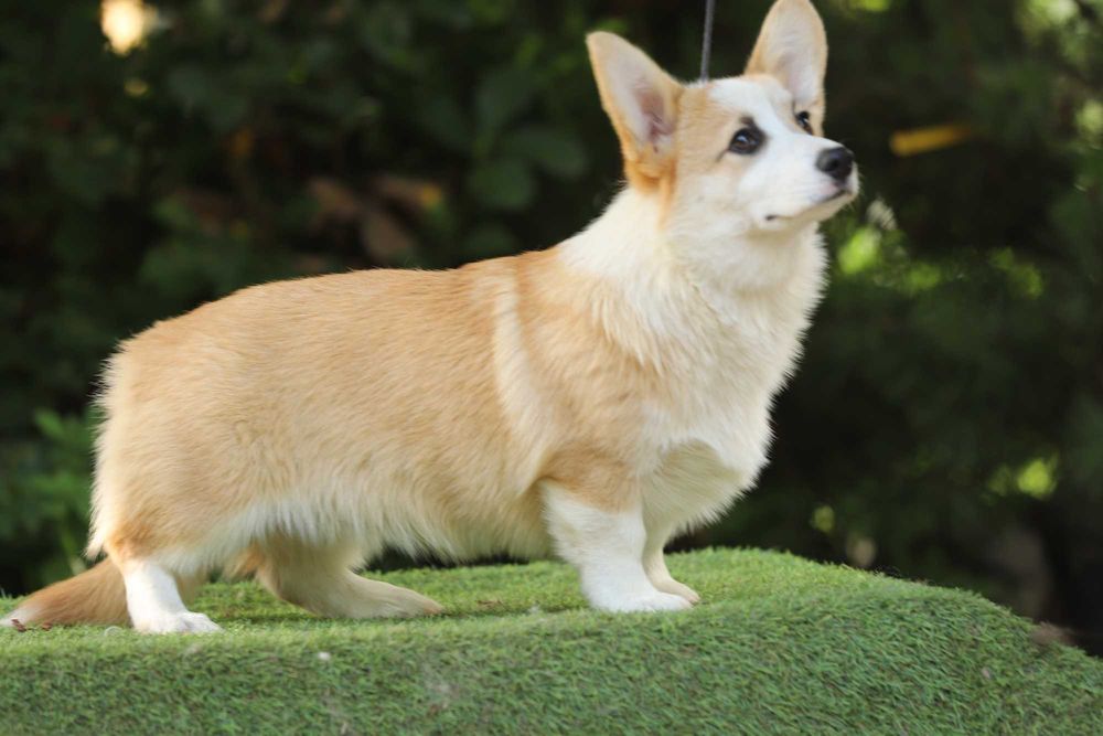 Welsh Corgi Pembroke piesek