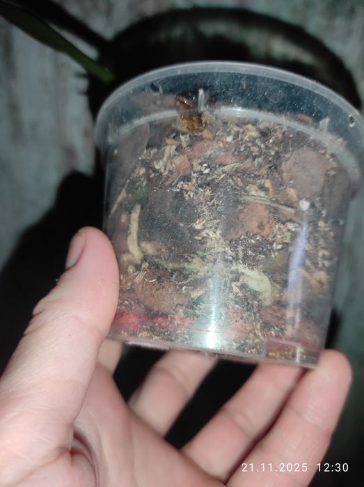 Орхидея каттлея Шиллериана