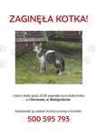zaginęła kotka w Chorzowie