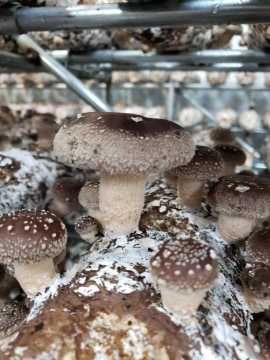 Grzyby Shiitake polski producent grzyby