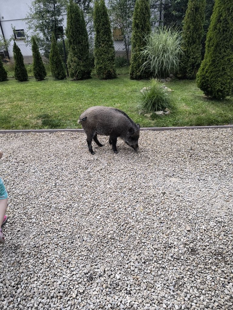 Sprzedam młodą loszkę.