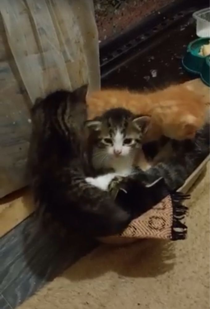 Котенята шукають родину. БЕЗКОШТОВНО