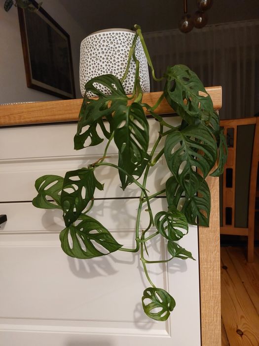 Monstera monkey mask