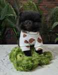 szpic miniaturowy pomeranian chłopiec/dostępny do rezerwacji