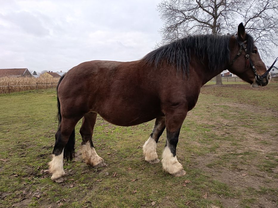 Klacz zimnokrwista - arden polski 84 pkt