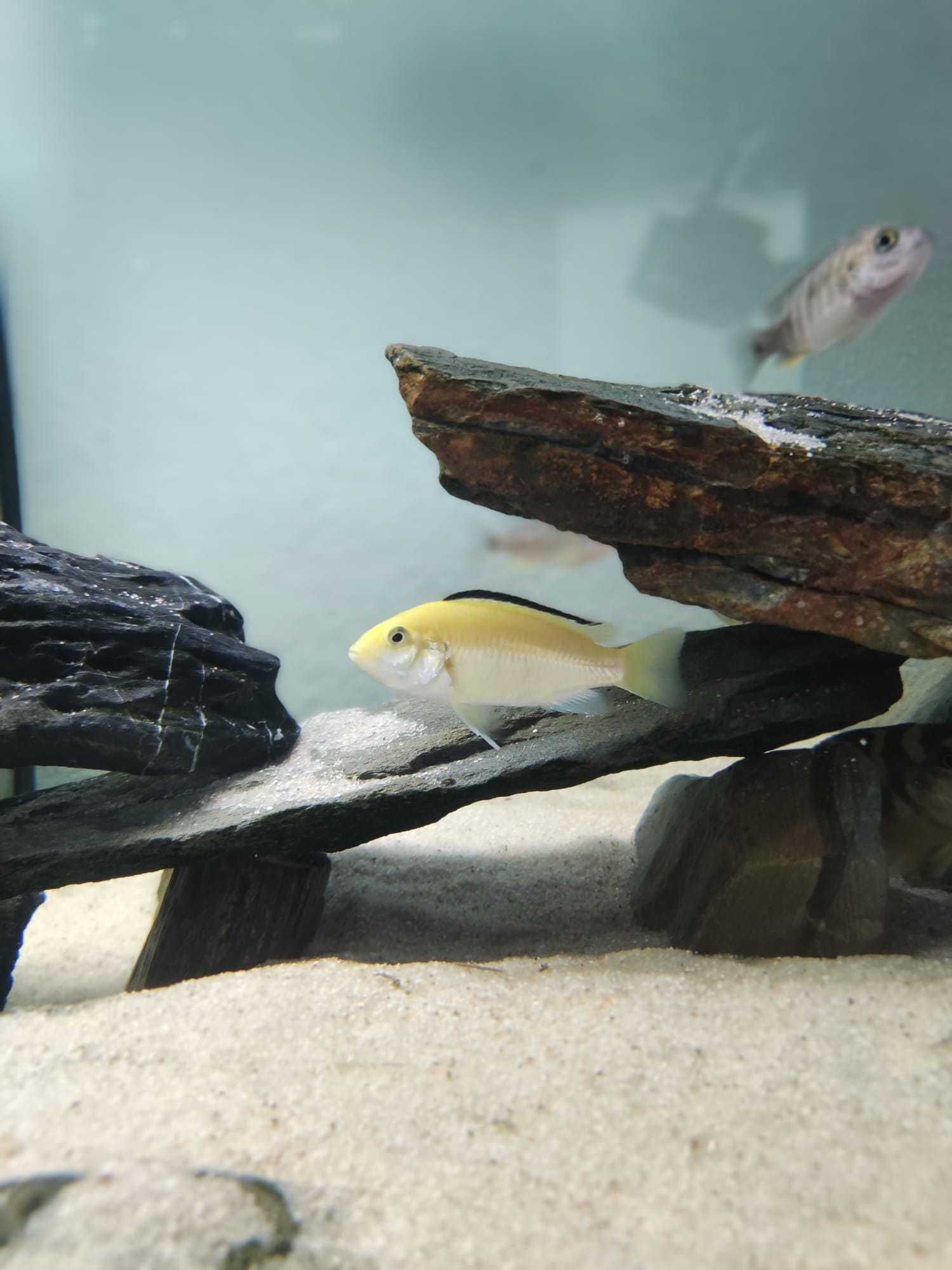 Ciclideos africanos - Labidochromis caeruleus (RESERVADO)