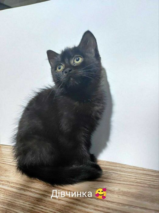 Віддам кошенят в добрі руки