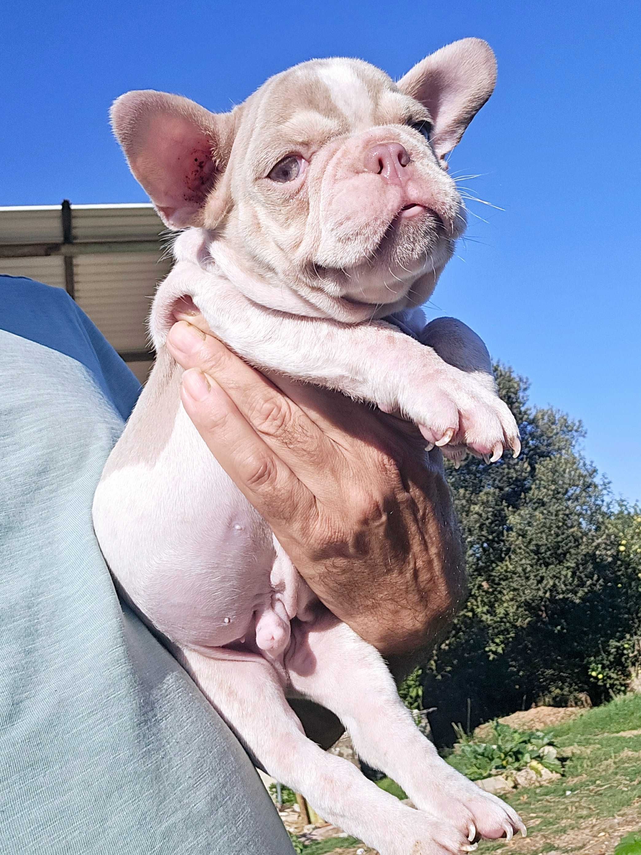 Bulldog francês Macho  Cor News Shade Pied And Tan