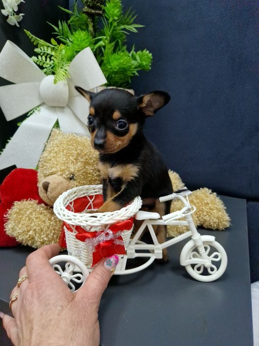 Pinczerek miniaturowy ratlerek sarenka z legowiskiem I wyprawką