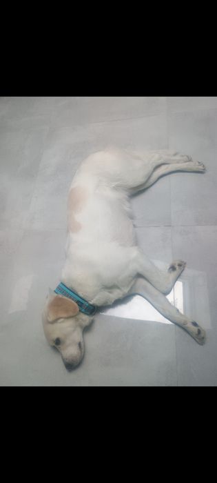 PILNIE ODDAM psa mix labradora