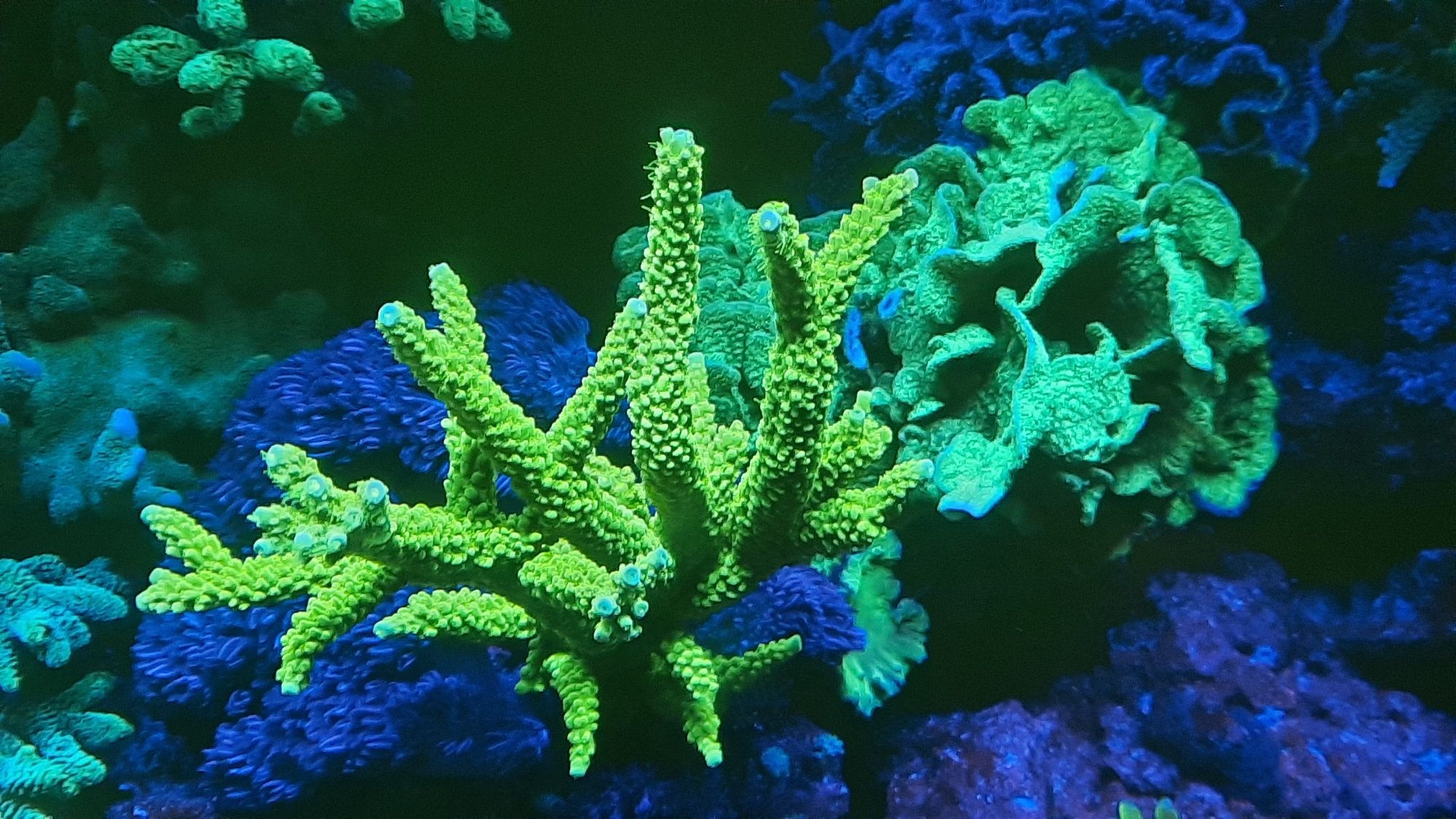 Acropora Zielona fluo