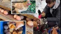 Тальне! Кури несушки! Доставка безкоштовна